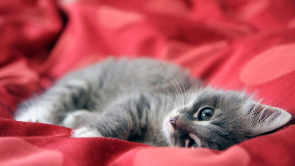 Wallpaper Kitten, Cute, Red, Lying, Cloth, Desktop