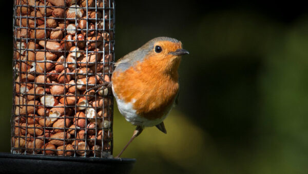 Wallpaper Backyard, Birds, Bird, Background, With, Shallow, Feeder, Desktop