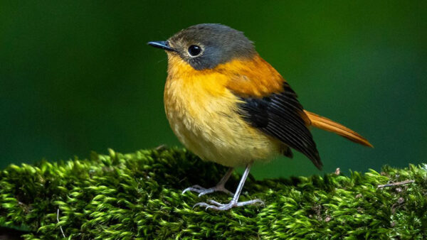 Wallpaper Blur, Orange, Black, Flycatcher, Leaves, Green, And, Background, Birds