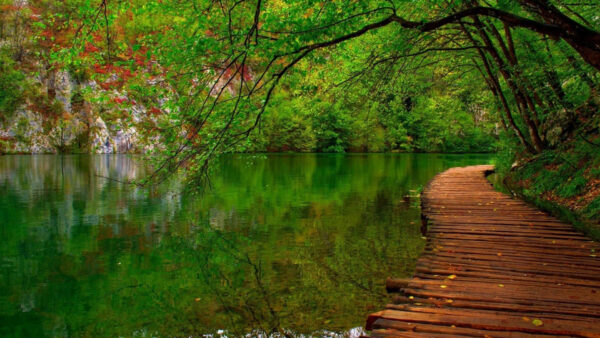 Wallpaper Wood, Dock, Forest, River, Water, Reflection, Background, Trees, Nature, Green