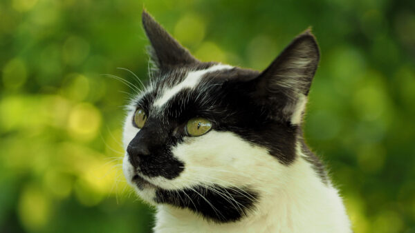 Wallpaper Black, Trees, Background, Eyes, White, Green, Desktop, And, Shallow, Cat, With