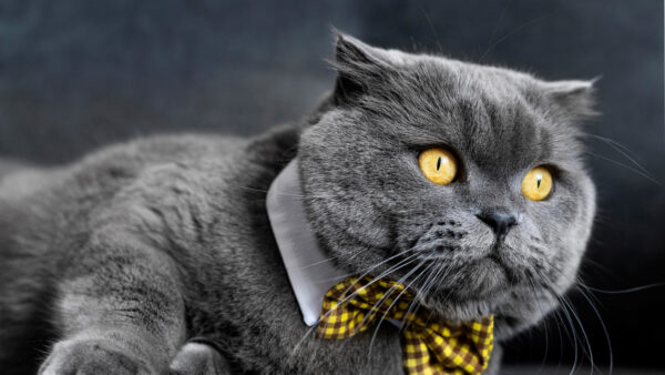 Wallpaper Background, Ash, Cat, Eyes, Bow, Yellow, Sitting, Desktop, With, Dark