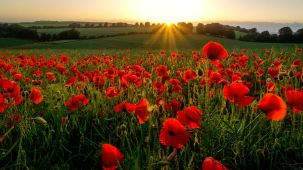 Wallpaper Flowers, Plants, Poppy, Common, Sunrise, Leaves, During, Red, Green