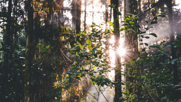 Wallpaper Nature, Background, Trees, Desktop, Bushes, Mobile, Plants, Green, Sunrays, Leaves, Forest