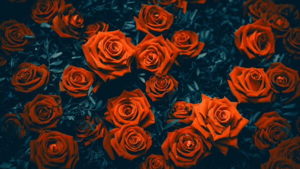 Wallpaper Desktop, Rose, Dark, Leaves, Flowers, Green, Red, Bunch, Background, Mobile