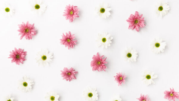 Wallpaper Abstract, White, Pink, Flowers