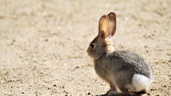 Wallpaper Sand, Rabbit, Brown, Cub, Black