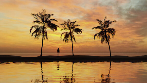 Wallpaper Background, Water, Silhouette, Reflection, Body, Nature, Palm, Scenery, Trees