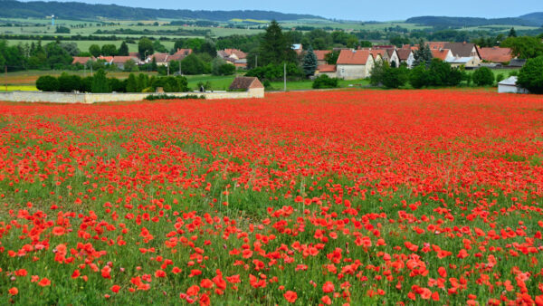 Wallpaper Red, Poppies, Common, Background, Field, Houses, Flowers