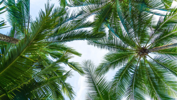 Wallpaper Nature, Leaves, Sky, View, Palm, Background, Bottom