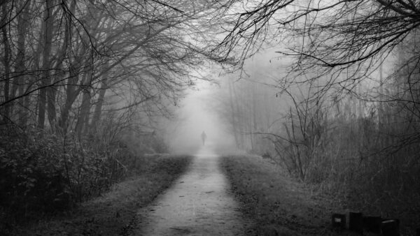 Wallpaper Nature, Black, Between, With, White, Image, Fog, And, Path, Forest