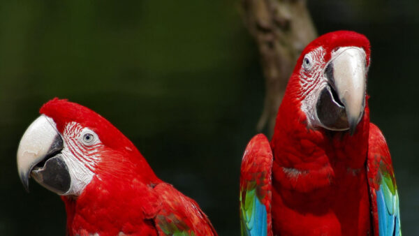 Wallpaper Black, Birds, Red, Green, And, Background, Macaw