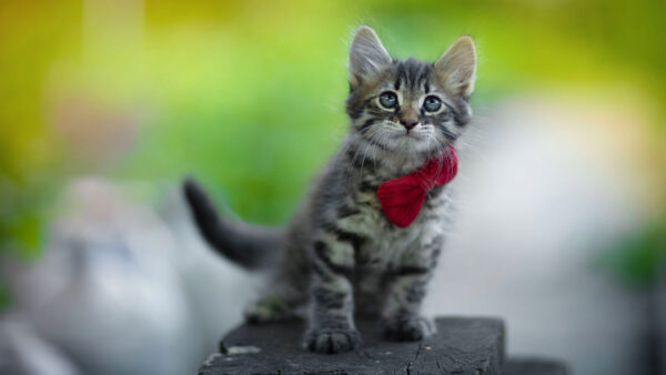 Wallpaper Green, Background, Red, With, Cat, Blur, Kitten, Black, Sitting, Trunk, Bow, Tree, White