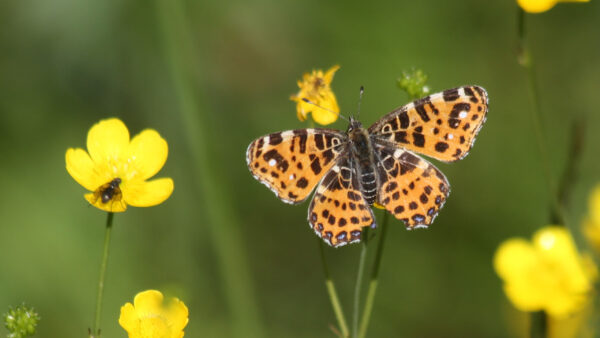 Wallpaper Background, Dots, Blur, Butterfly, Brown, Black, Green, Yellow, Flower