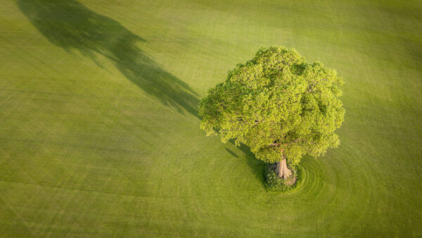 Wallpaper Land, Branches, View, Nature, Aerial, Beautiful, Tree, Greenery, Sunlight