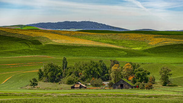 Wallpaper Greenery, Land, Field, Sky, Blue, Under, Grass, Slope, Trees, House, Nature