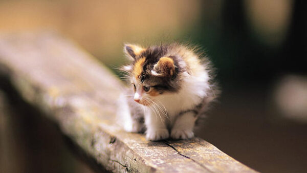 Wallpaper Kitten, Cat, Black, Bridge, Brown, Background, Blur, White, Wood