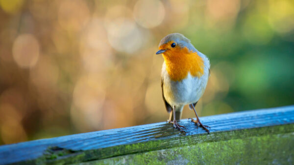 Wallpaper Yellow, Colorful, Mobile, Robin, Birds, Bird, Bokeh, Desktop, WALL, Blur, White, Background, Standing