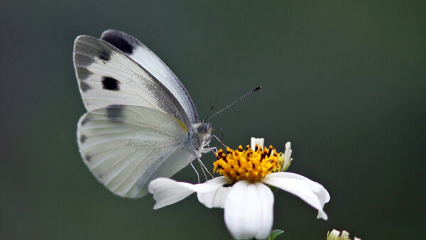 Wallpaper White, Black, Standing, Background, Butterfly, Flower, Blur