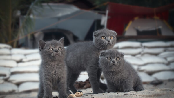 Wallpaper Cats, Grey, Three, With, Stare, Cat, Look, Dark