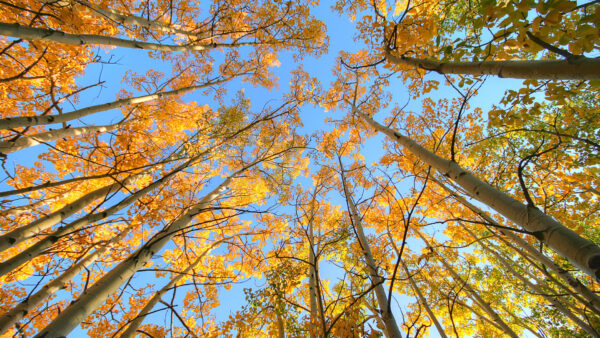Wallpaper Yellow, Blue, Worm’s, Autumn, Leaves, Fall, View, Sky, Trees, Eye, Under