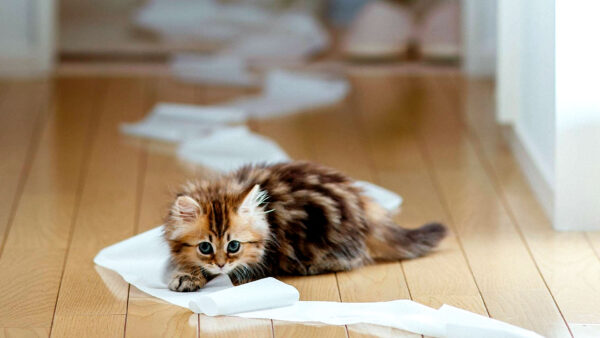 Wallpaper Kitten, Floor, Sitting, Cat, Fur, Black, Brown, Wood