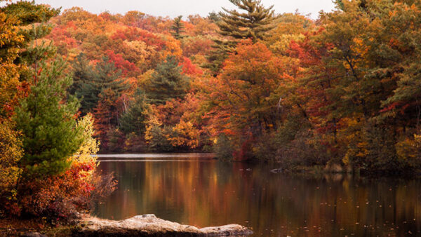 Wallpaper River, Forest, Red, Trees, Fall, Background, Yellow, Autumn, Green