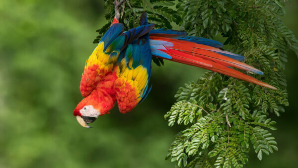 Wallpaper Macaw, Bird, Background, Funny, Green, Scarlet