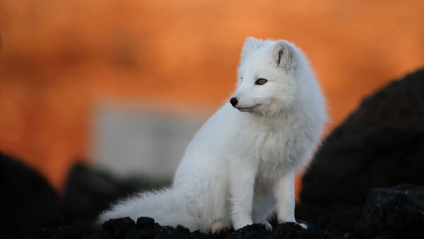 Wallpaper Fox, Silhouette, Sitting, White, Arctic, Background, Rock, Blur