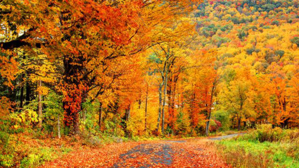 Wallpaper Green, Orange, Autumn, Red, Fall, Trees, Slope, Mountain, Yellow
