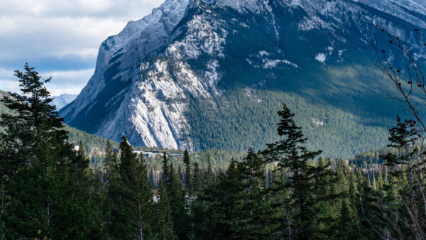 Wallpaper Closeup, Rock, Trees, Forest, View, Slope, Landscape, Spruce, Mountains, Mobile, Nature, Desktop