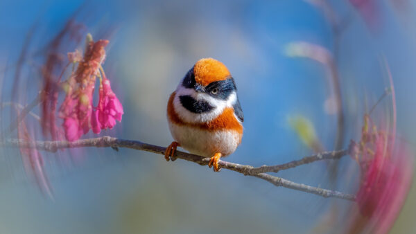 Wallpaper Blur, Bird, Birds, Standing, Stalk, Black, Plant, Sky, Orange, Background, White