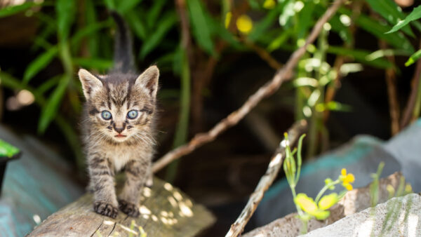 Wallpaper Green, Wood, Black, With, Stare, Standing, Background, Cat, Leaves, Kitten, White, Look, Blur