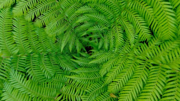 Wallpaper Photography, Fern, Leaves, Desktop, Branches, Tree, Green, Mobile