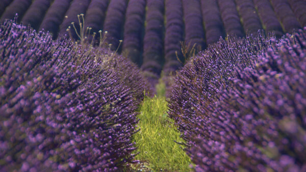 Wallpaper Lavender, Blur, Flowers, Mobile, Grass, Daytime, Beautiful, During, Background, Desktop, Field