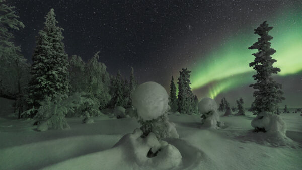 Wallpaper Covered, Under, Sky, Frozen, Starry, Borealis, Aurora, Bushes, Nature, Trees, Snow