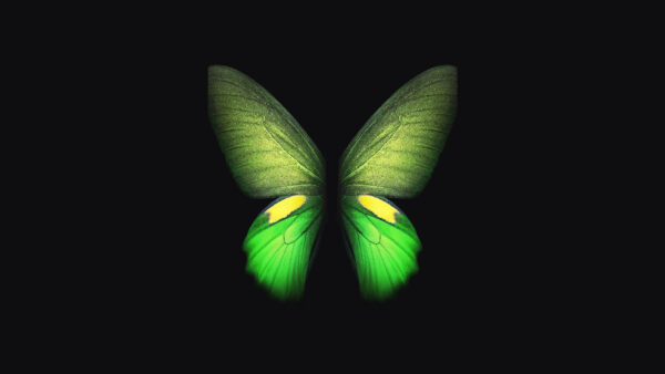 Wallpaper Butterfly, Fold, Samsung, Galaxy, Green