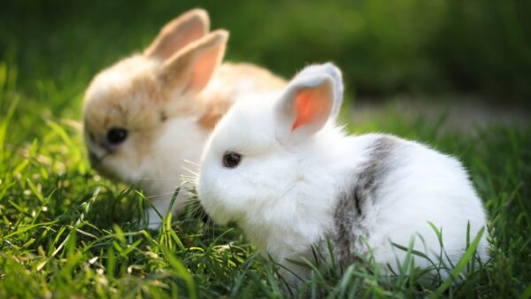 Wallpaper Cute, Bunnies