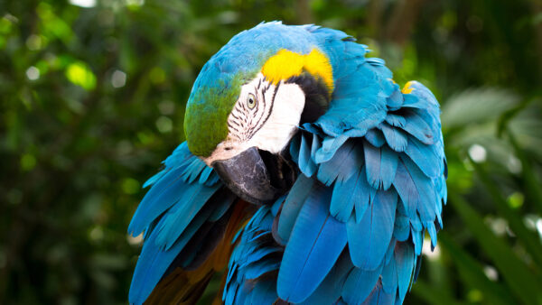 Wallpaper Macaw, And, Blue, Yellow
