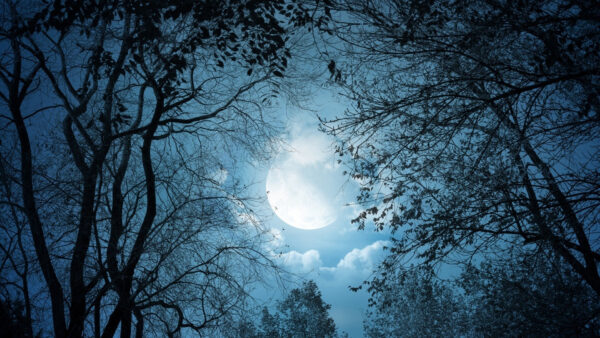 Wallpaper Desktop, Sky, Forest, Dark, Moon, Under, Aesthetic