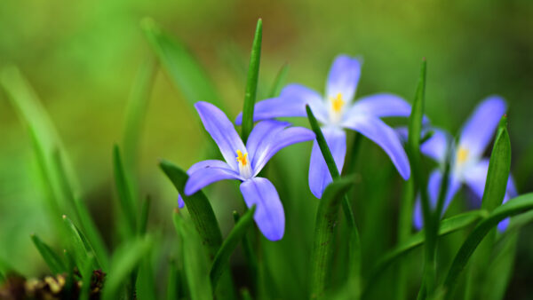 Wallpaper Desktop, Free, Purple, Images, 4k, Wallpaper, Cool, Pc, Background, Flowers, Flower