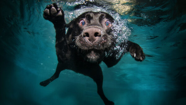 Wallpaper Dog, Underwater, Black