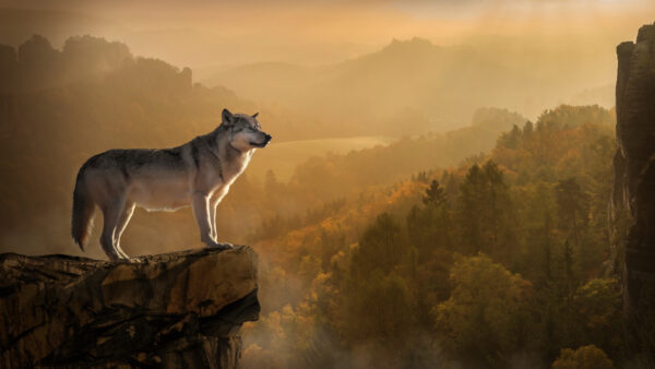 Wallpaper Mobile, Edge, Mountain, Desktop, The, Animals, Standing, Animal, Wolf