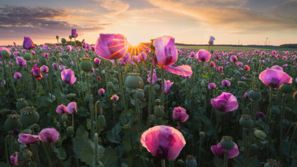 Wallpaper Poppy, Flowers, Desktop, Sunrise, Earth, During, Pink, Flower