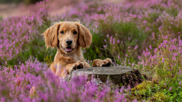 Wallpaper Purple, Desktop, Retriever, Golden, Mobile, Animals, Flowers, Around, Dog