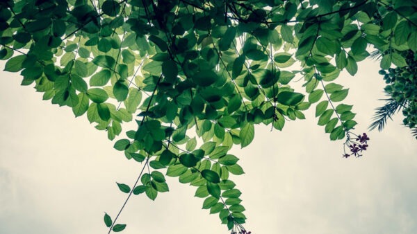 Wallpaper Background, Leaves, Green, White, Branches, Sage