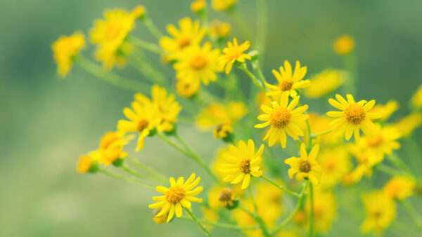 Wallpaper Flowers, Yellow, Background, Desktop, Green, Meadow, Mobile, Blur, Beautiful