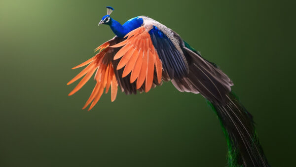 Wallpaper Background, Green, Peacock, Beautiful, Colorful