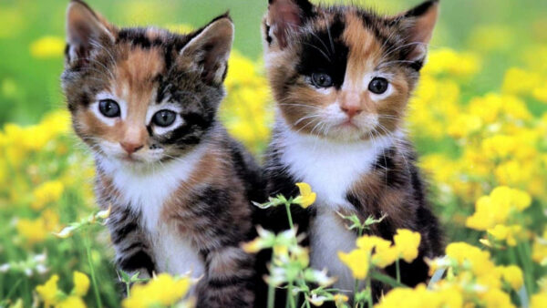 Wallpaper Brown, The, Cute, Sitting, Cat, Are, White, Yellow, Flowers, Field, Middle, Desktop, Kittens, Black