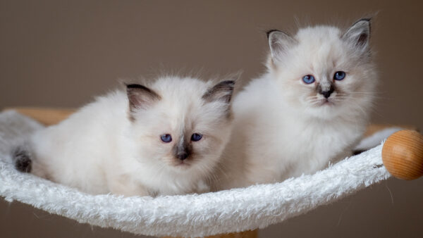 Wallpaper Mobile, Desktop, Texture, Kittens, Eyes, White, Blue, Chair